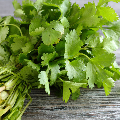 cilantro